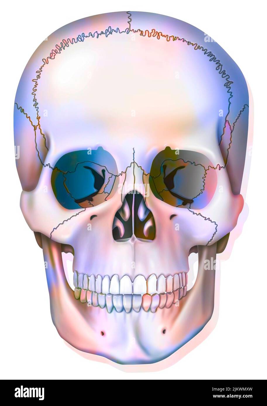 Knochensystem: Menschlicher Schädel mit Kieferknochen, Augenhöhlen. Stockfoto