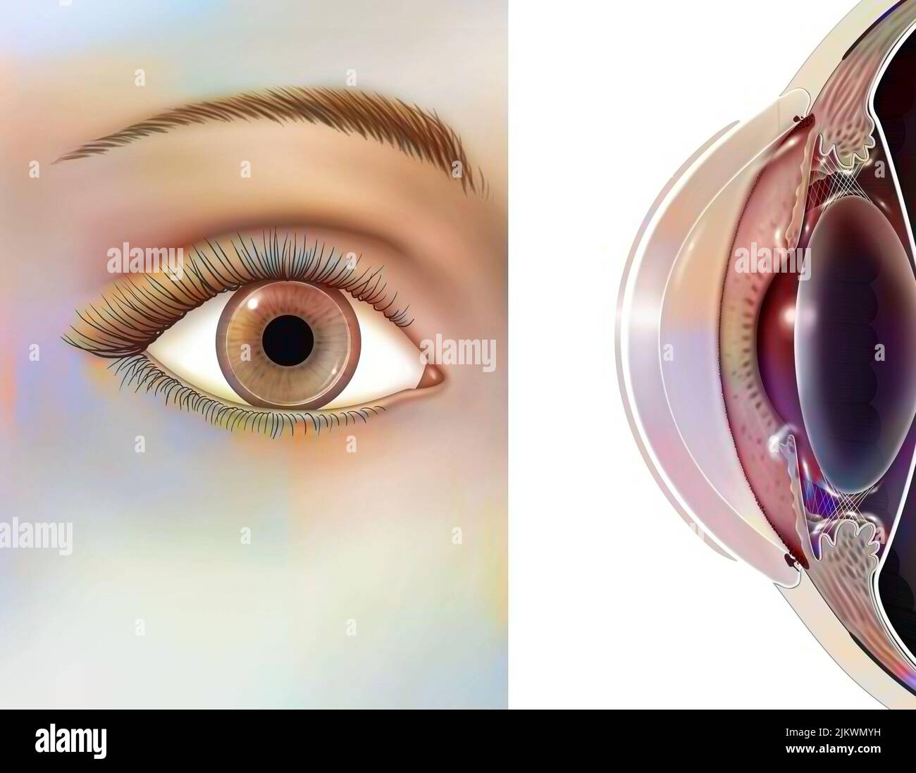 Auge: Position und Abmessung der starren Linsen. Stockfoto