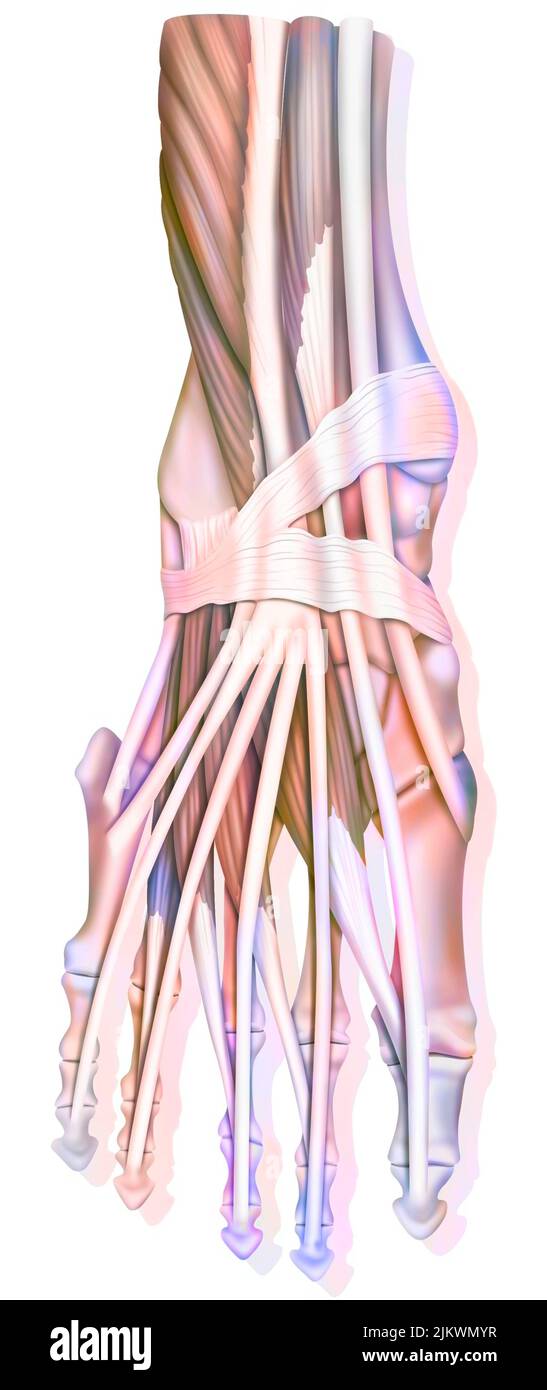 Anatomie des Sprunggelenks mit Muskeln, Sehnen. Stockfoto
