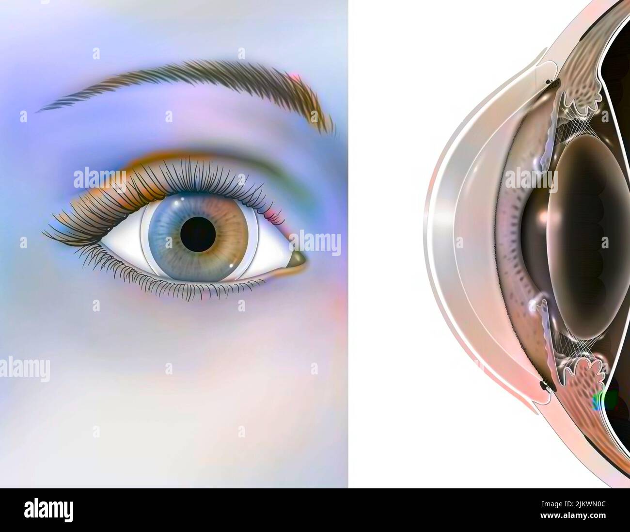 Auge: Position und Größe der weichen Linsen. Stockfoto