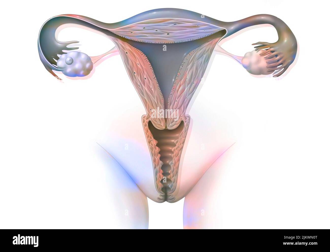 Weibliche Genitalien, wobei im Eierstock ein Eierstockfollikel dargestellt ist. Stockfoto