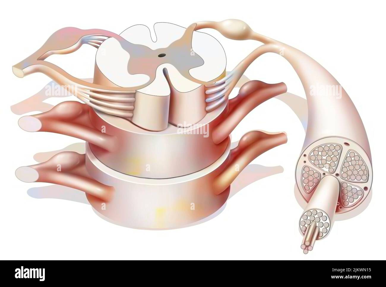Struktur des Rückenmarks und der Spinalnerven. Stockfoto