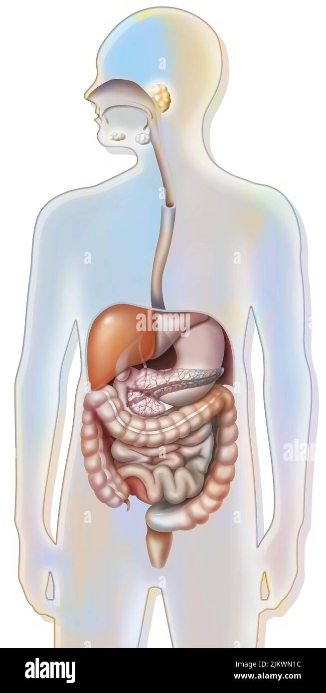 Verdauungssystem und Bauchspeicheldrüse mit Speiseröhre, Magen, Zwölffingerdarm. Stockfoto