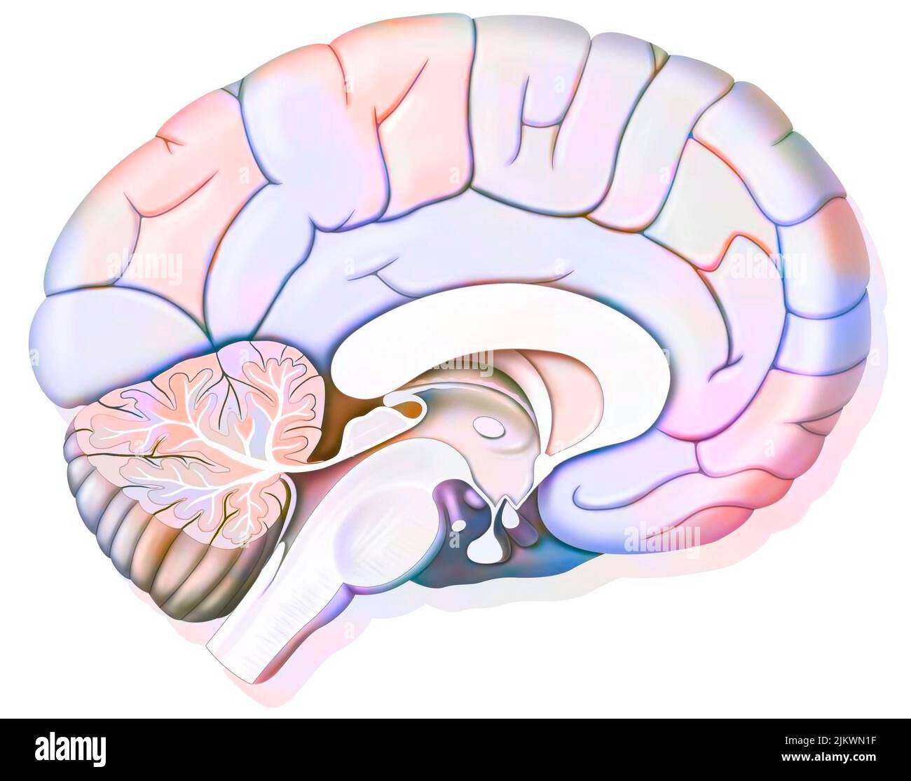 Mittlerer sagittaler Abschnitt des menschlichen Gehirns, der den Hypothalamus zeigt. Stockfoto
