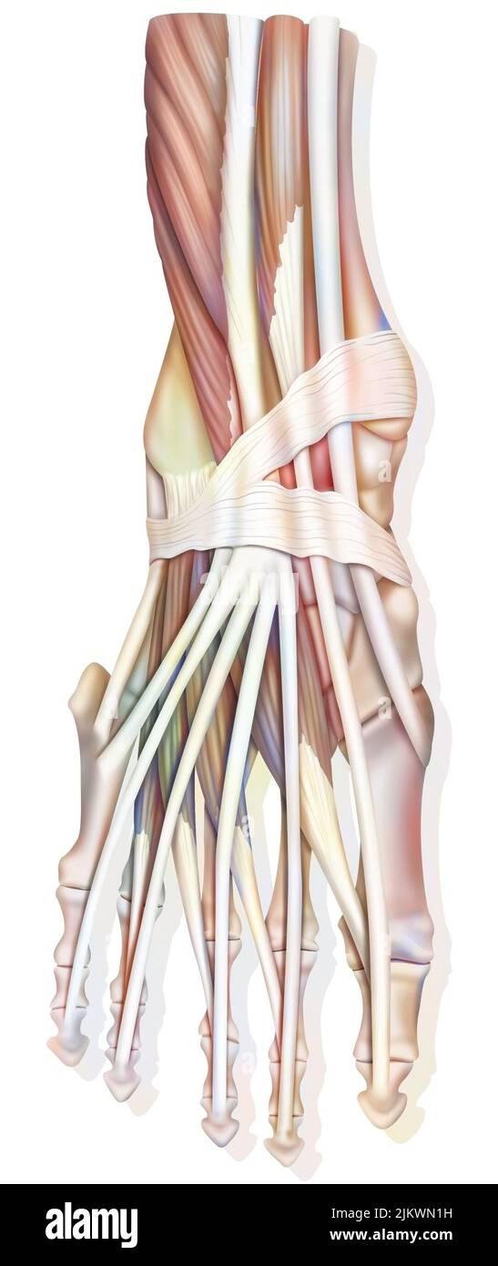 Anatomie des Sprunggelenks mit Muskeln, Sehnen. Stockfoto