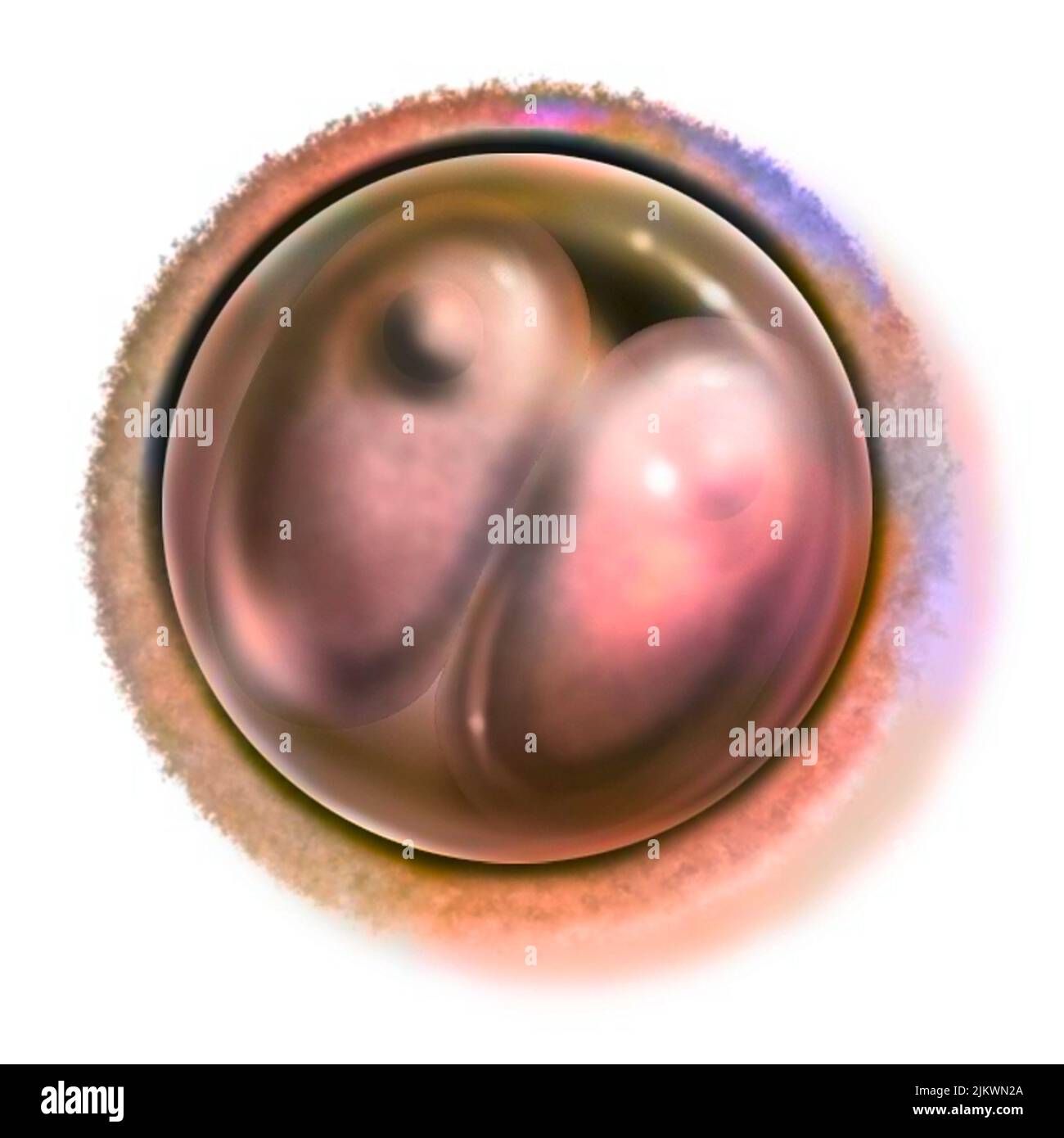 Zweizelliger Embryo (30 Stunden nach der Befruchtung): Stadium von zwei Blastomeren. Stockfoto