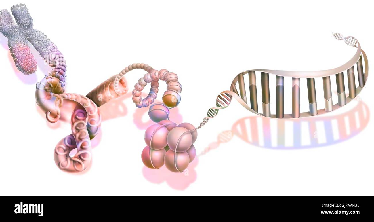 Die verschiedenen Ebenen der DNA-Verdichtung. Stockfoto