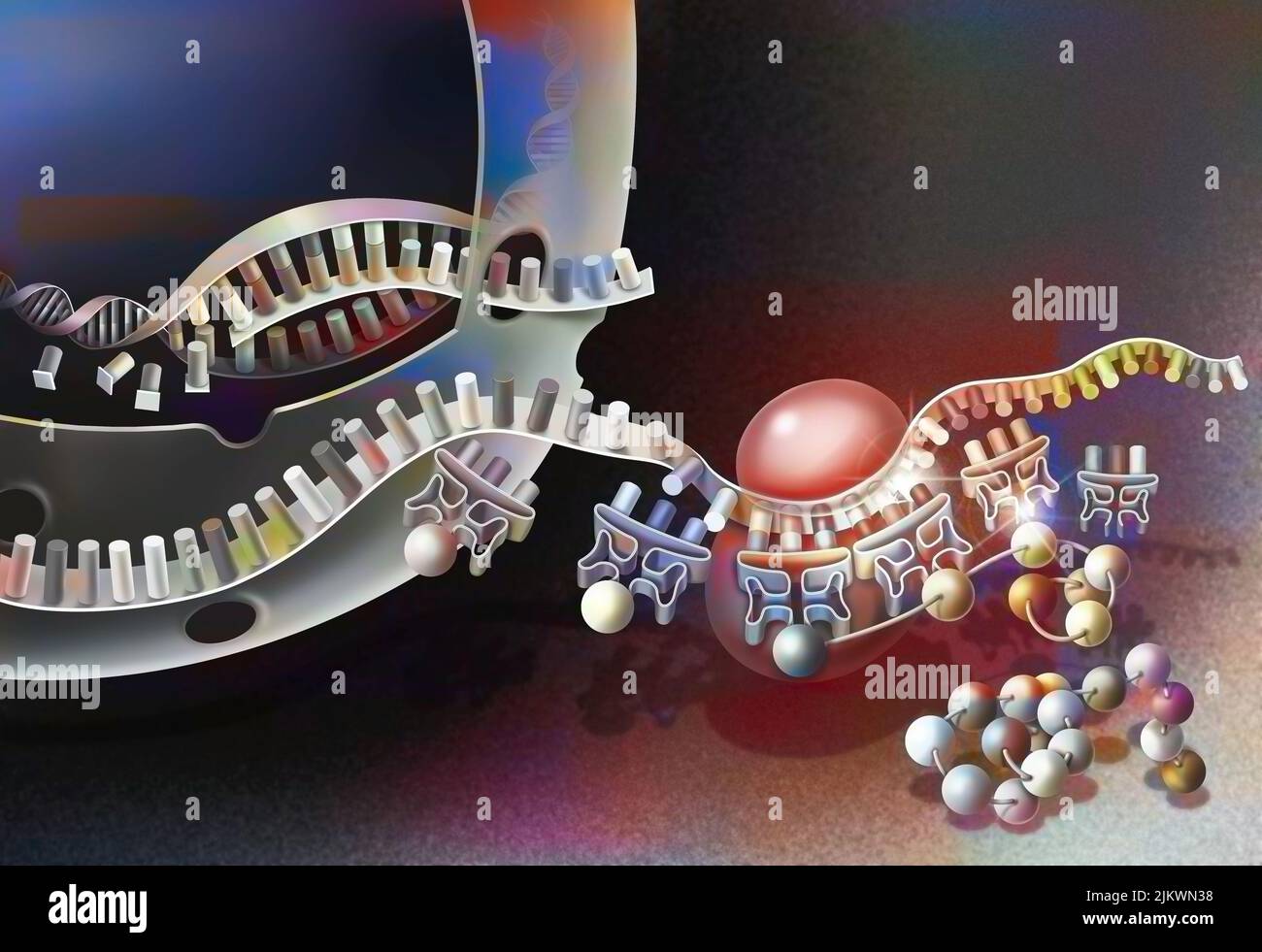 Transkription von DNA in Boten-RNA und deren Übersetzung. Stockfoto