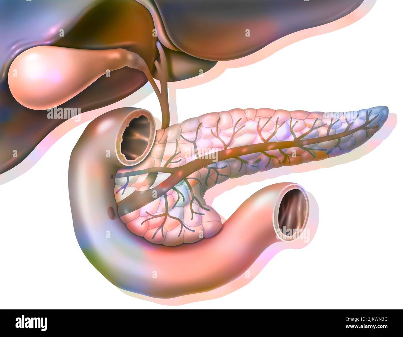 Anatomie der Bauchspeicheldrüse in der anterioren Ansicht mit Gallenblase und gemeinsamem Gallengang. Stockfoto