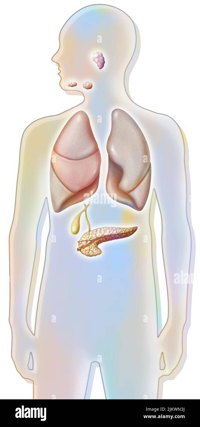 Speicheldrüsen (sublingual, submandibulär, parotis), Lunge und Bauchspeicheldrüse. Stockfoto