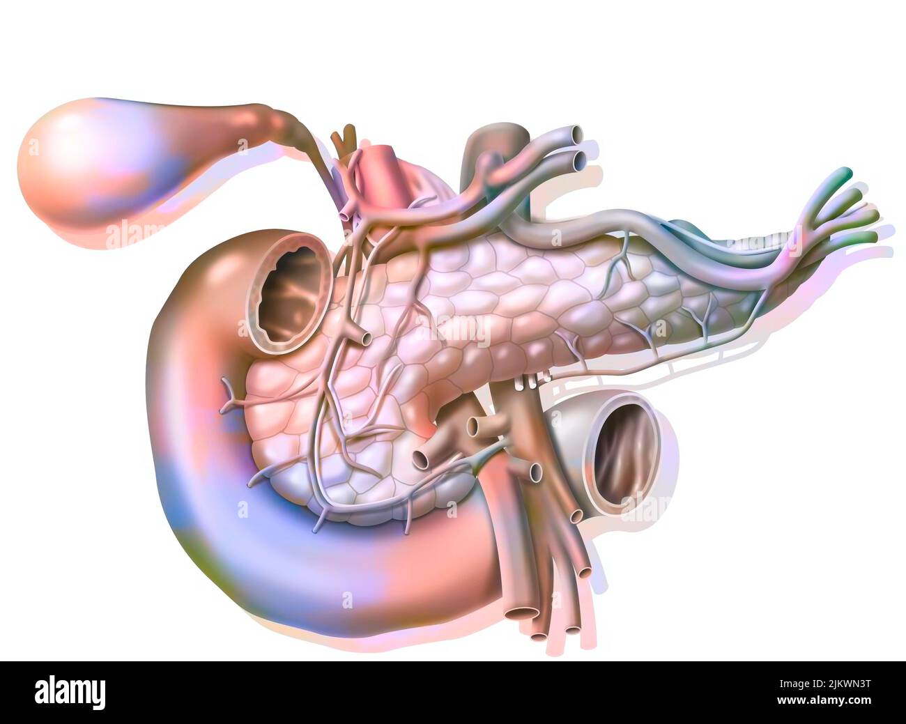 Vaskularisierung der Bauchspeicheldrüse in der anterioren Ansicht mit Vesikel und gemeinsamem Gallengang. Stockfoto