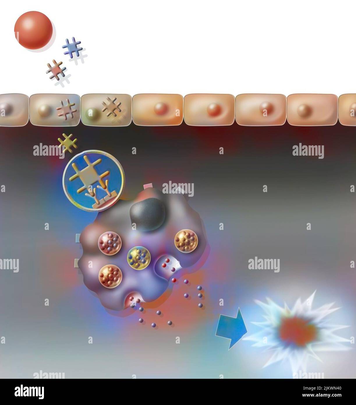 Allergische Reaktion auf Pollen: Auslösende Phase der Allergie (zweiter Kontakt). Stockfoto