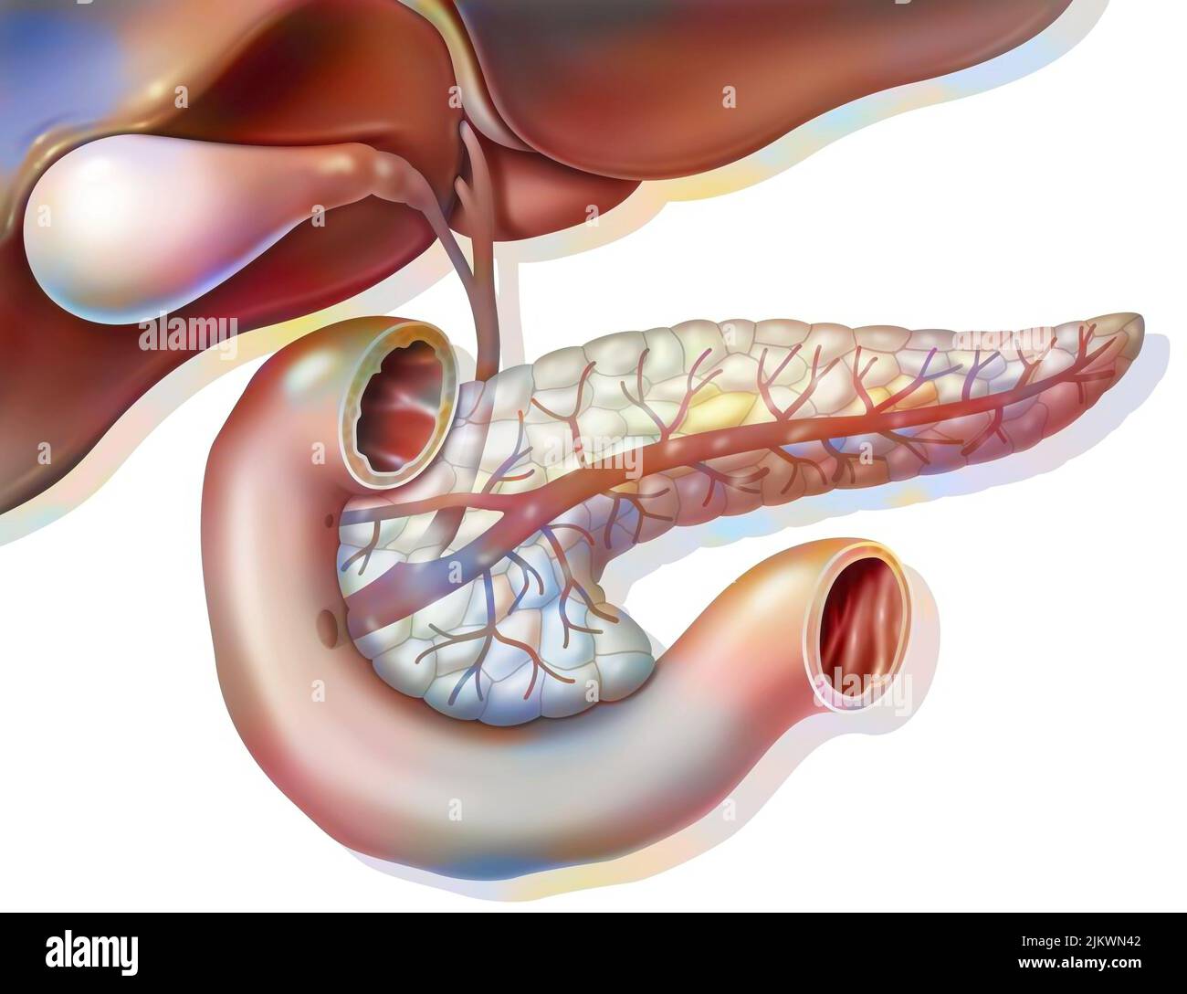 Anatomie der Bauchspeicheldrüse in der anterioren Ansicht mit Gallenblase und gemeinsamem Gallengang. Stockfoto