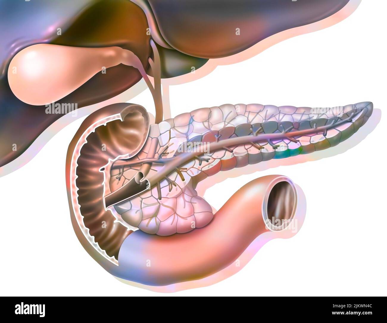 Schnittanatomie der Bauchspeicheldrüse mit Gallenblase und gemeinem Gallengang. Stockfoto
