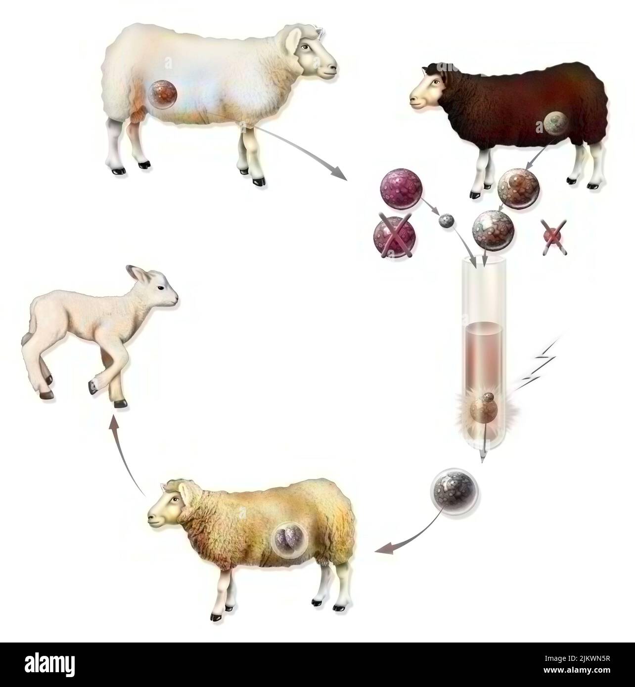 Experiment zum vertikalen reproduktiven Klonen einer Ziege (Dolly) Stockfoto