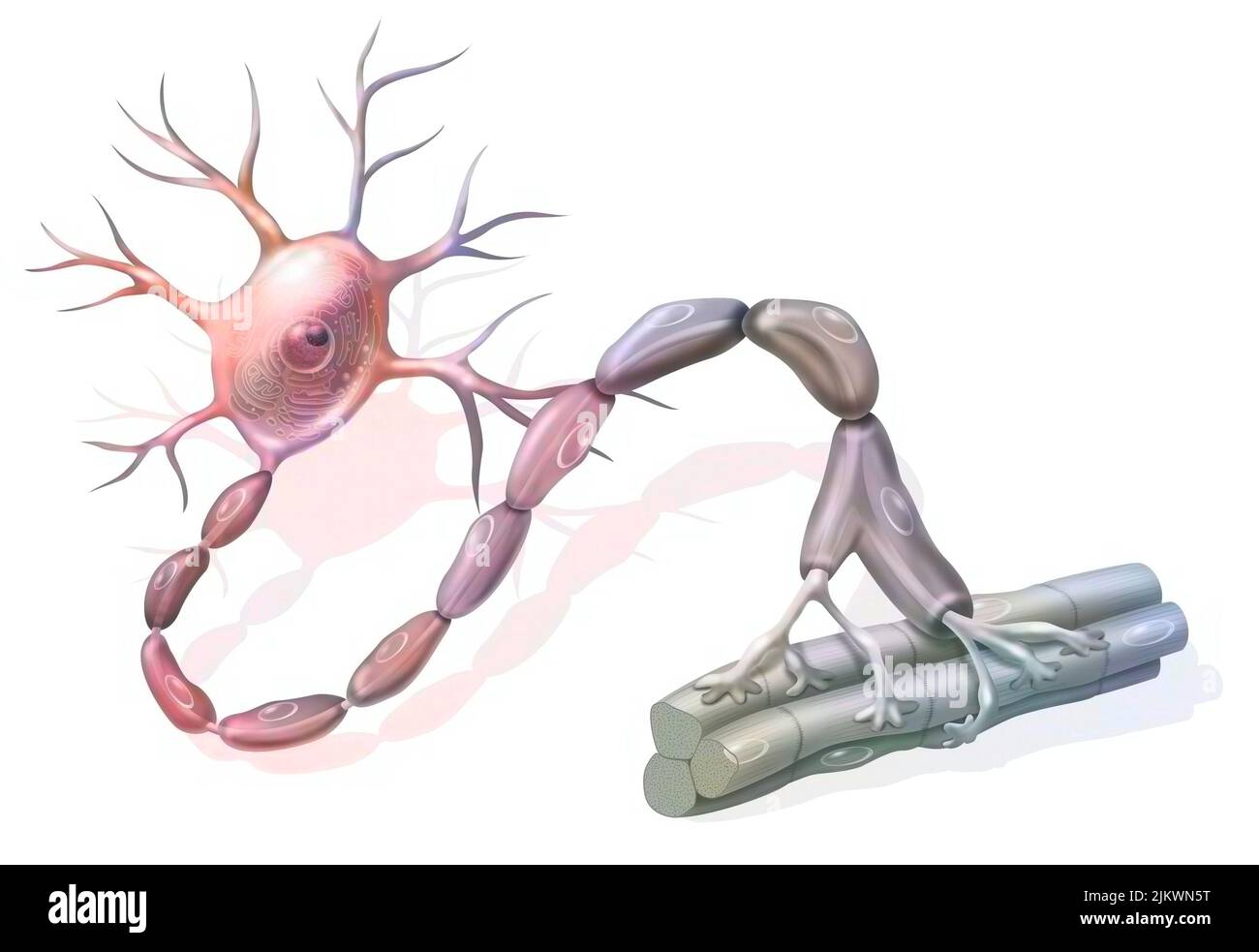 Motoneuron: Neuron in Kontakt mit Muskelfasern. Stockfoto