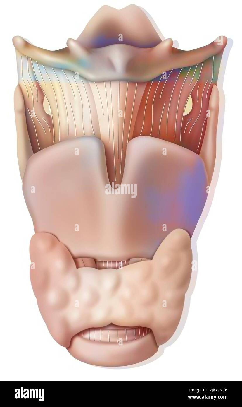 Kehlkopf in anteriorer Ansicht mit Epiglottis, Hyoidknochen, Schilddrüsenknorpel. Stockfoto