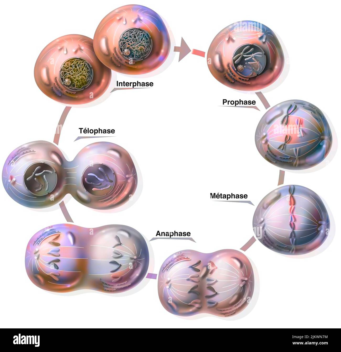 Verschiedene Stadien der Mitose: Prophase, Metaphase, Anaphase, Telophase, Interphase. Stockfoto