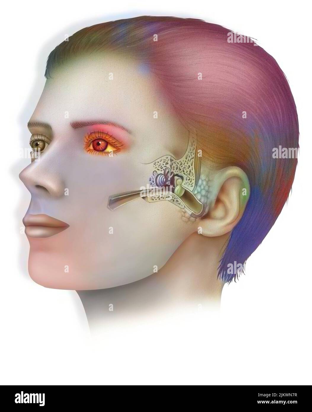 Anatomie des Innenohrs mit dem Trommelfell, der Cochlea. Stockfoto