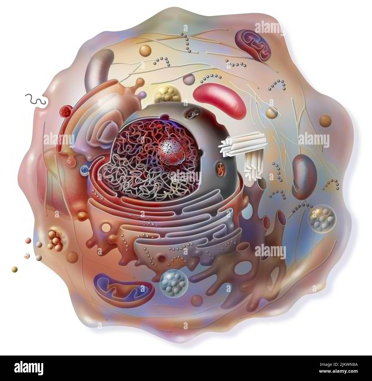 Zellschnittansicht mit allen Hauptorganellen: Zellkern, Retikulum. Stockfoto
