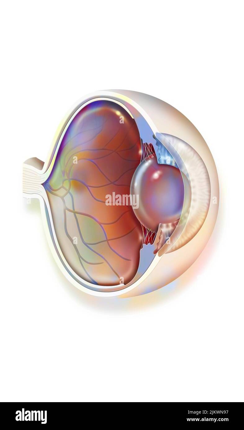 Anatomie des Auges mit Linse, Netzhautvenen und Arterien. Stockfoto