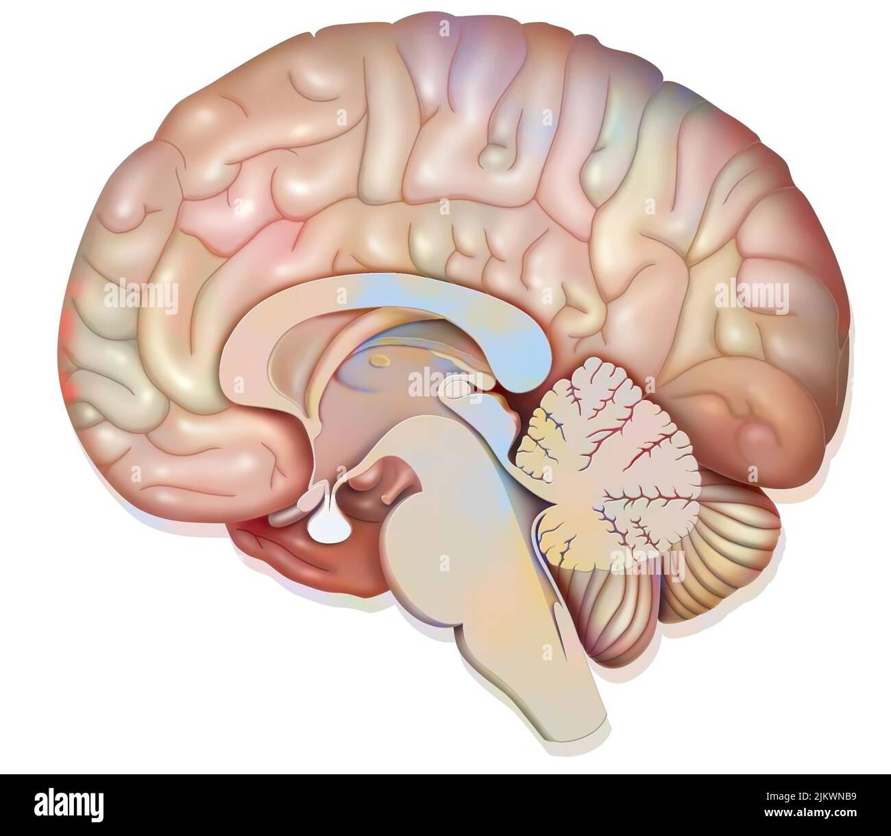 Medianer sagittaler Abschnitt des menschlichen Gehirns, der die Hypophyse zeigt. Stockfoto