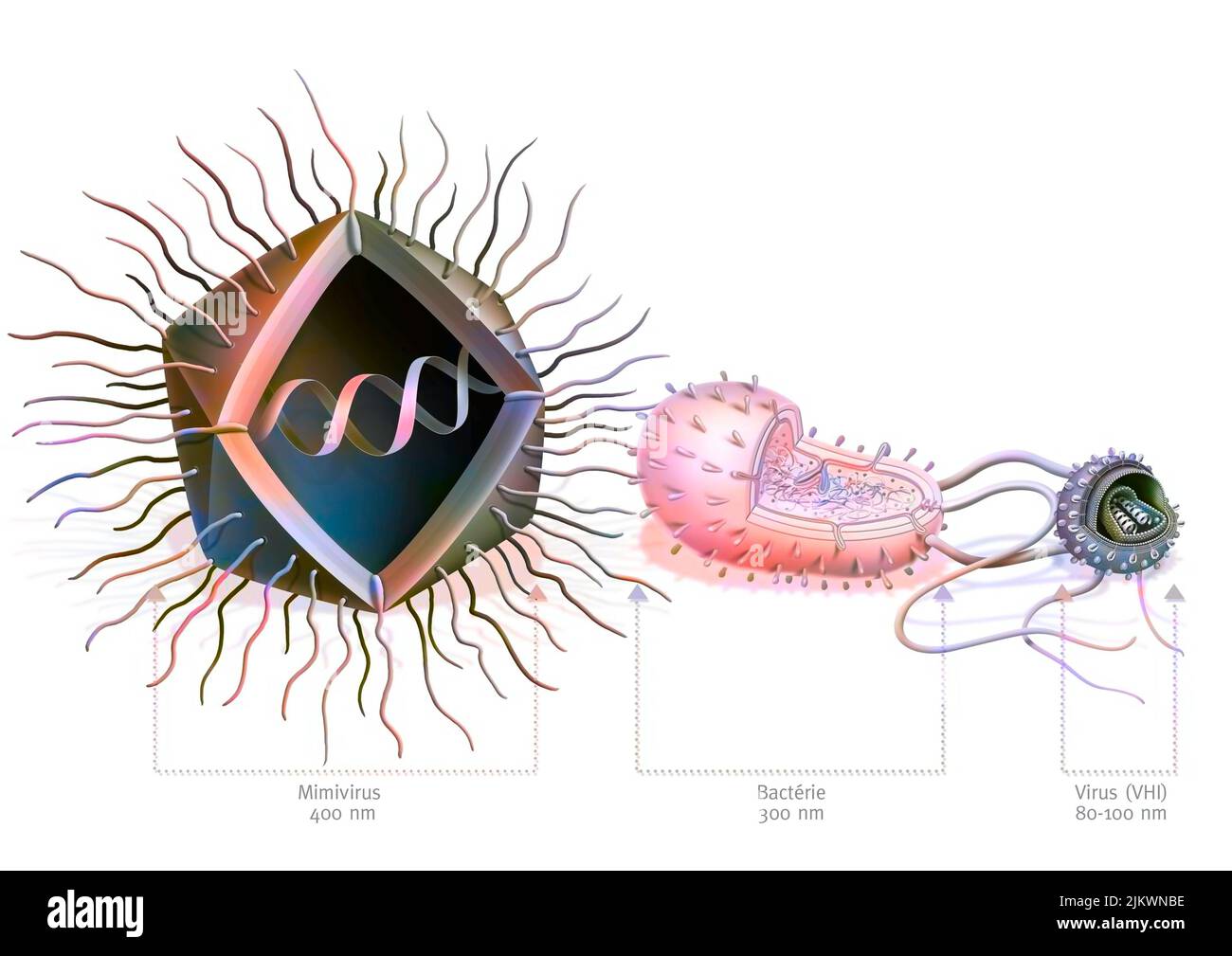 Vergleich der Größe des Mimivirus mit Bakterien und Viren. Stockfoto