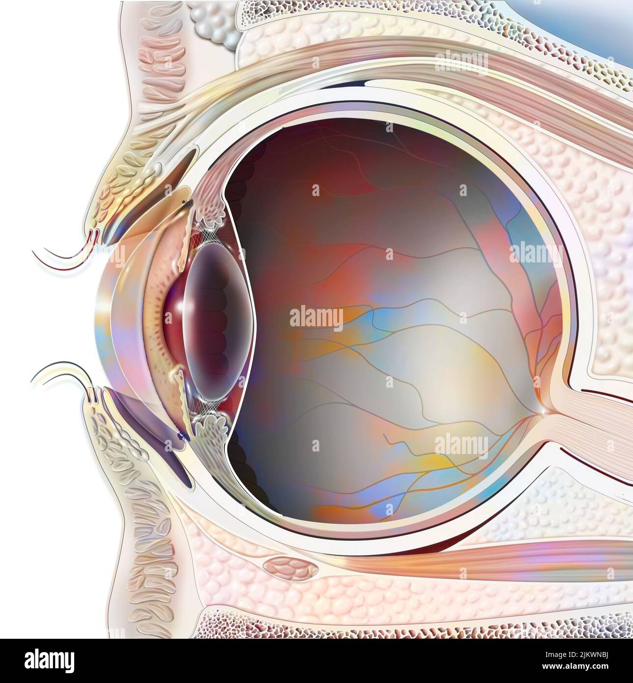 Anatomie eines Auges im Abschnitt mit Linse, Netzhaut. Stockfoto