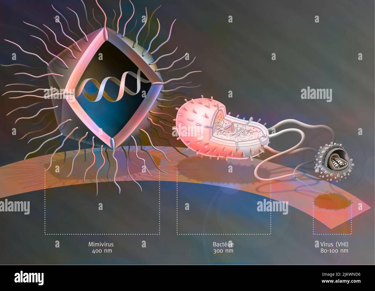 Vergleich der Größe des Mimivirus mit Bakterien und Viren. Stockfoto