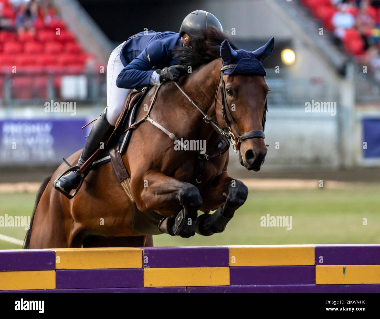 Ein professioneller Pferdesport auf einem braunen Pferderennen während der Sydney Agricultural Show Stockfoto