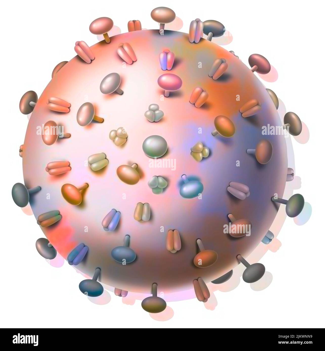 Influenza-Viren und Proteine, die an Wirtszellen binden. Stockfoto