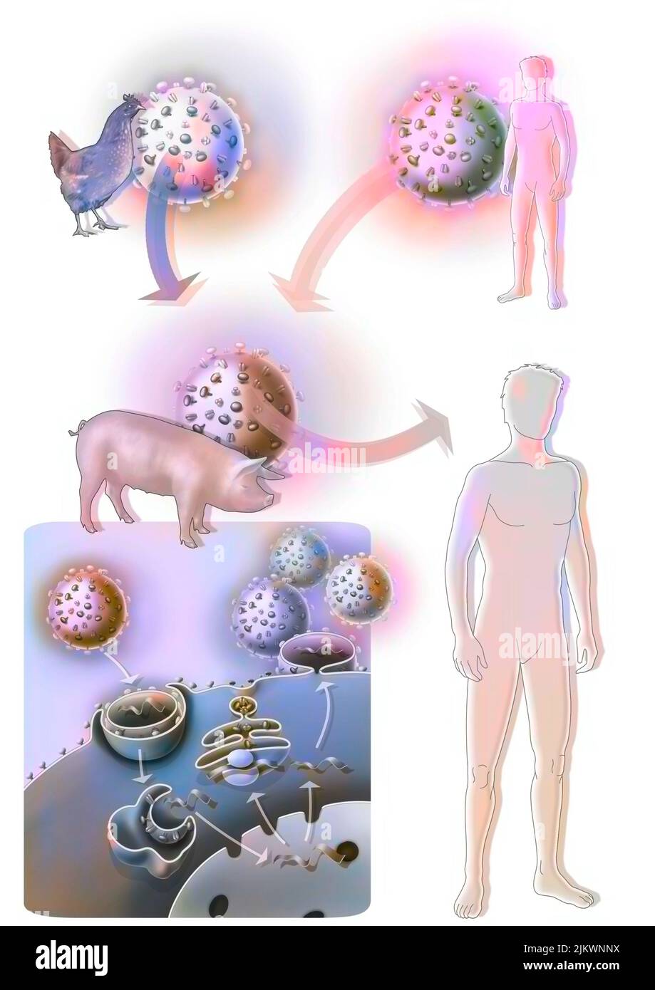 Der vermutete Ursprung der Schweinegrippe oder Influenza A. Stockfoto