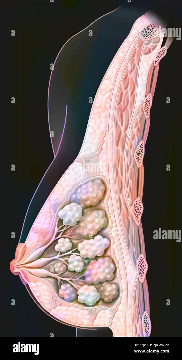 Die Anatomie der Brust mit Brustwarze, Brustdrüsen. Stockfoto