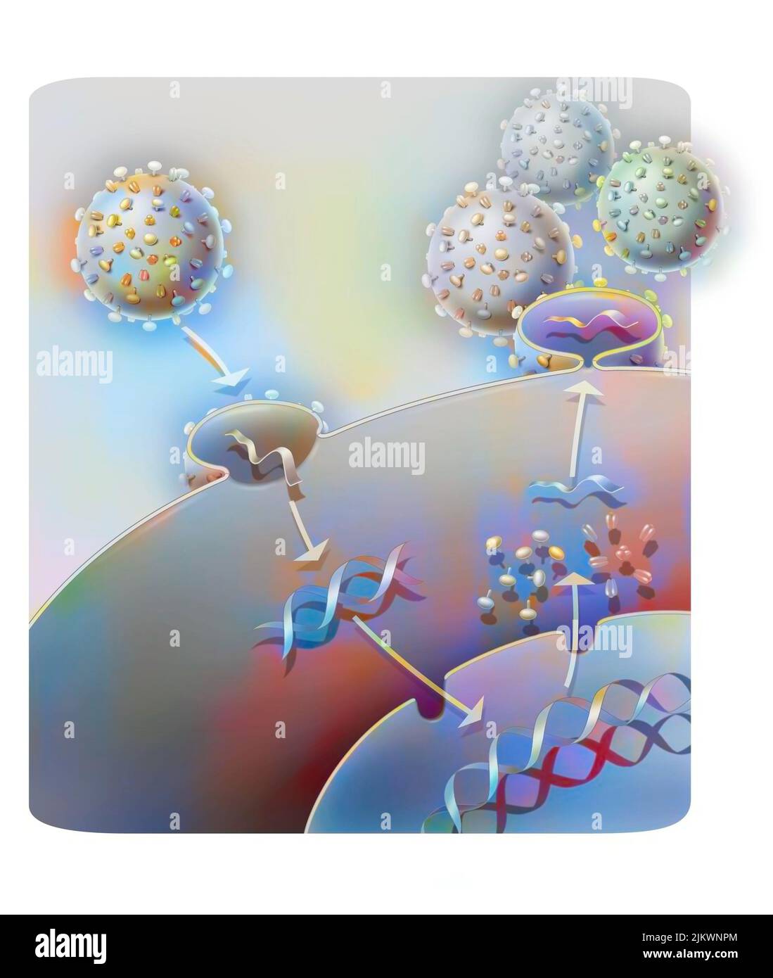 Penetration und Replikation eines Retrovirus (Beispiel: AIDS) in einer Wirtszelle. Stockfoto