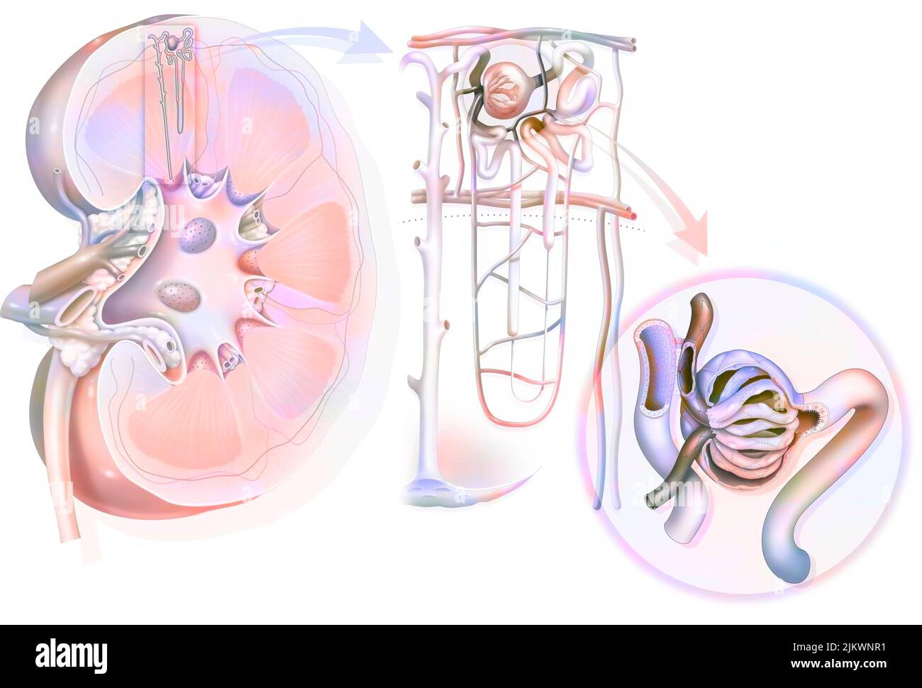 Harnsystem von der Niere bis zum Glomerulus mit Strukturen von Niere und Harnleiter. Stockfoto