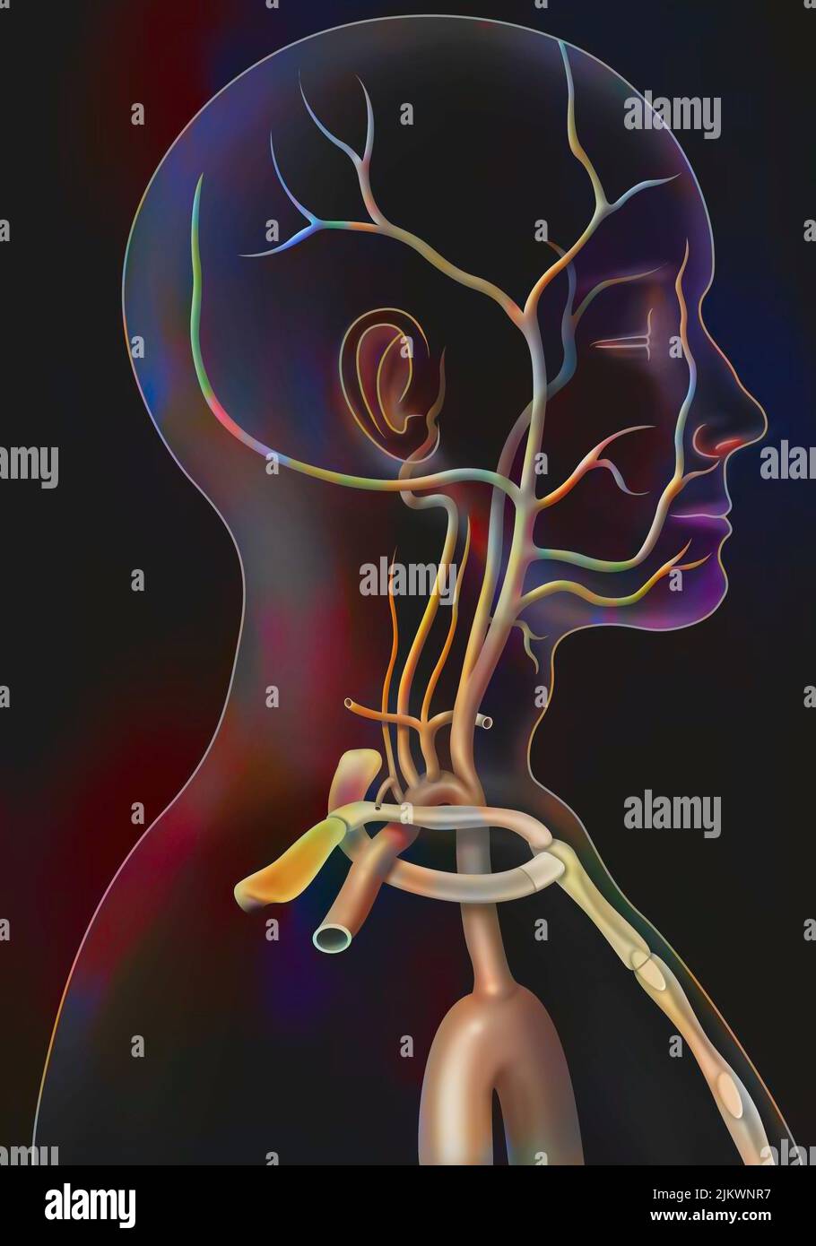 Die arterielle Blutversorgung des Halses (Halsschlagadern und Wirbelarterien). Stockfoto