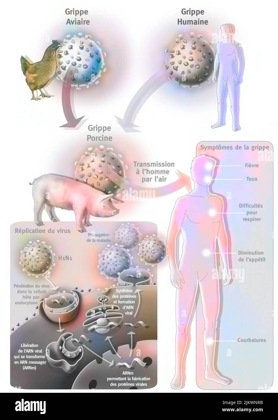 Der vermutete Ursprung der Schweinegrippe oder Influenza A. Stockfoto