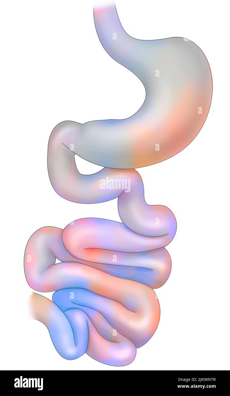 Verdauungssystem mit Speiseröhre, Magen, Zwölffingerdarm und Dünndarm. Stockfoto