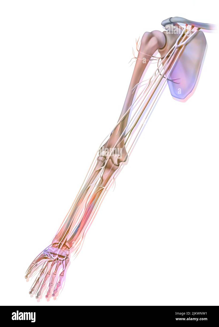 Anatomie der Nerven der oberen Extremität (Arm) in der Palmaransicht. Stockfoto