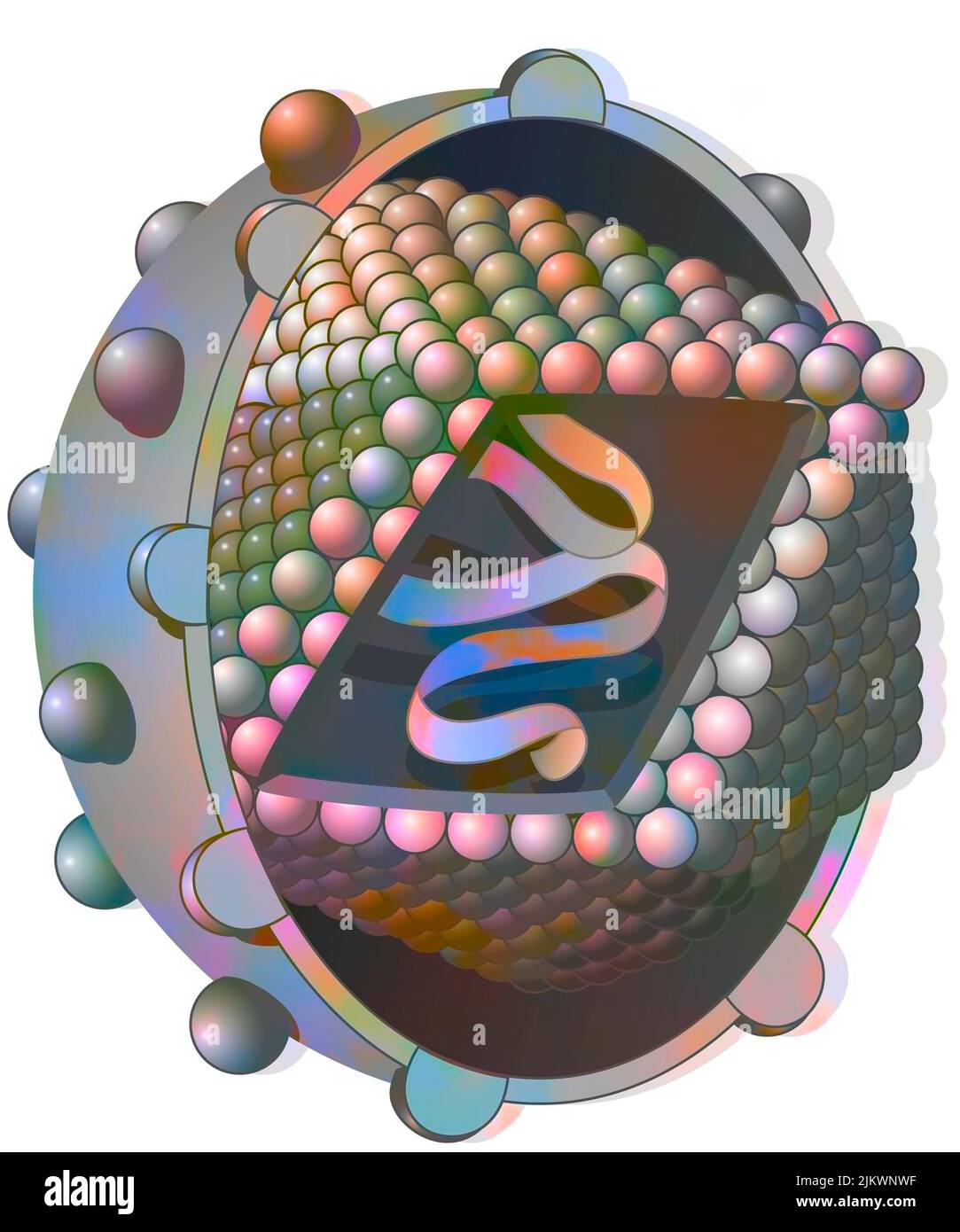 Hepatitis-C-Virus mit viraler DNA, ein Kapsid aus Kapsomen. Stockfoto