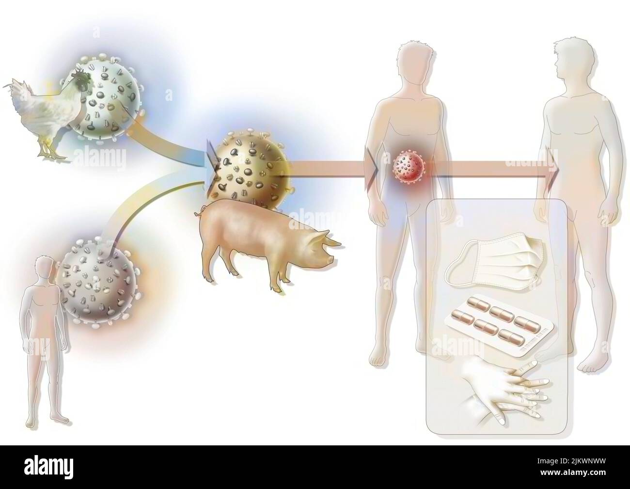 Der vermutete Ursprung der Schweinegrippe oder Influenza A. Stockfoto