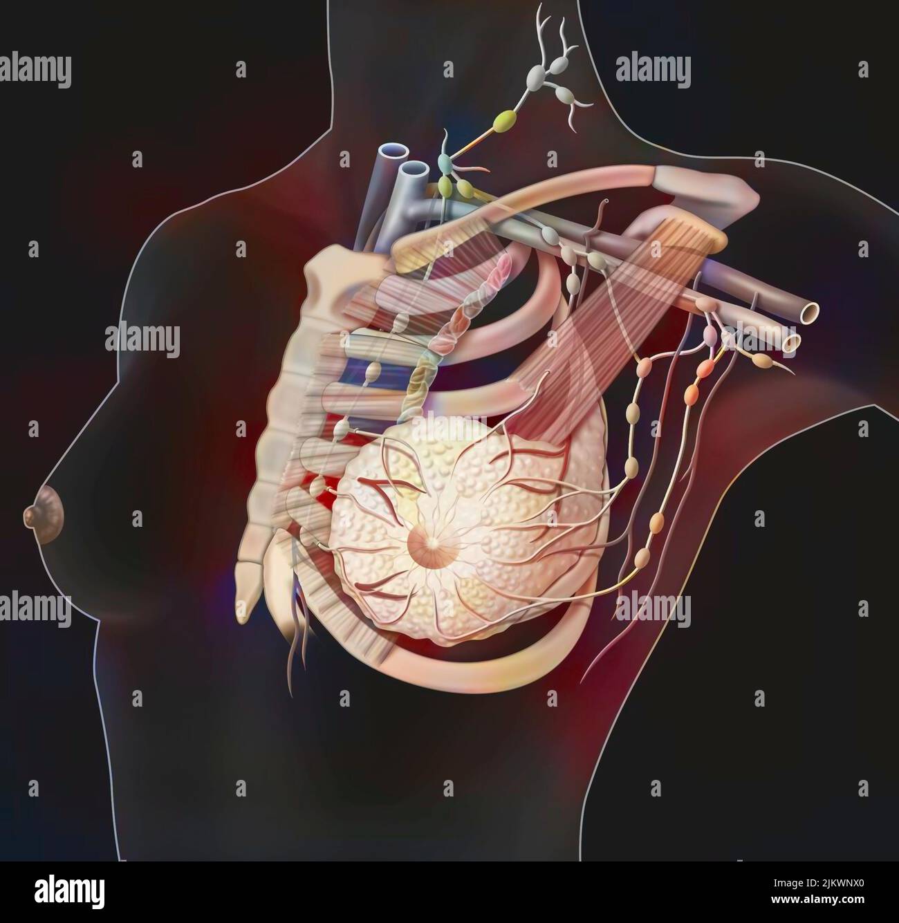 Lymphsystem der Brust mit Lymphknoten und Gefäßen. Stockfoto