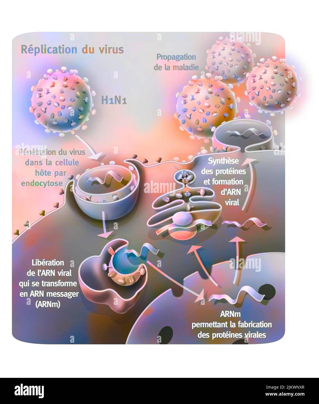 Eindringen und Replikation des H1N1-Virus durch eine Wirtszelle. Stockfoto