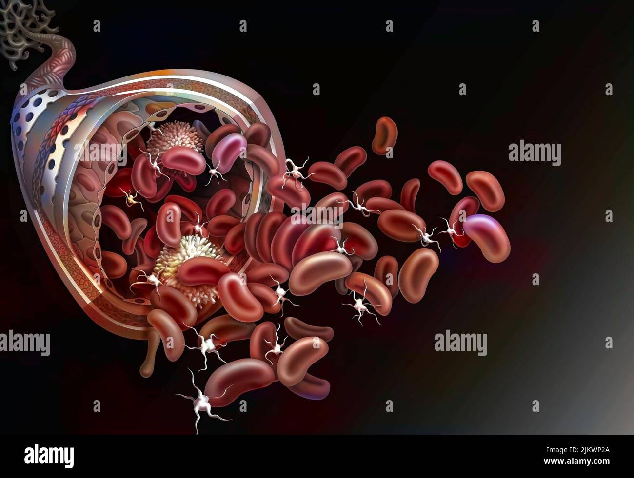 Histologie einer Arterie: Die Wand besteht aus drei Tuniken. Stockfoto