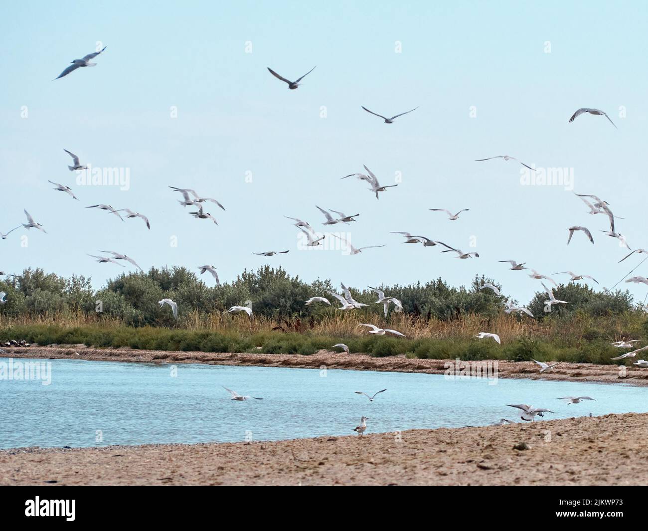 Eine Schar Möwen fliegt über den Strand. Kinburn Spit, Region Mykolaiv, Ukraine. Stockfoto