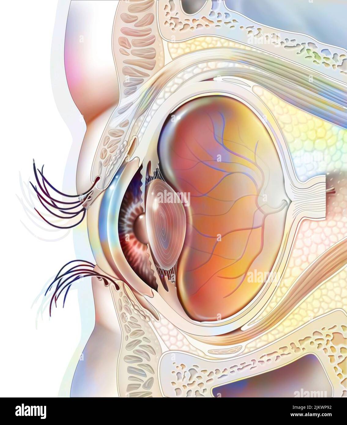 Augenanatomie und Augenlider mit Linse, Netzhaut. Stockfoto