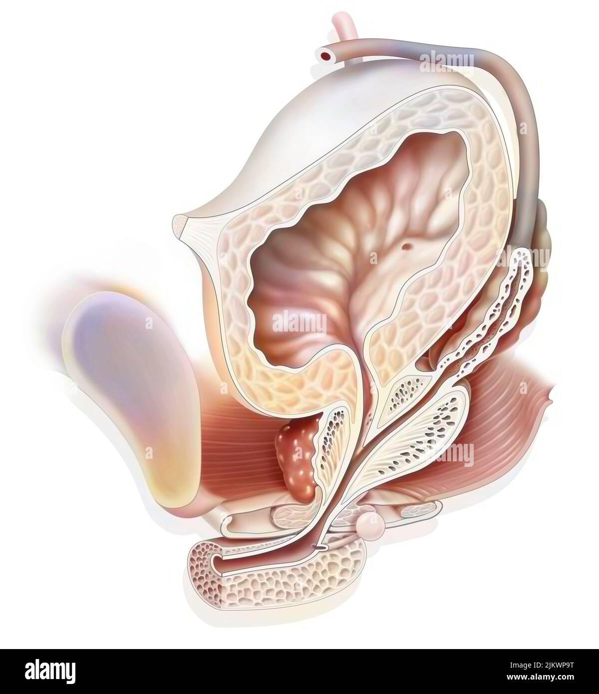 Anatomie des männlichen Urogenitalsystems mit Harnleiter, Blase. Stockfoto