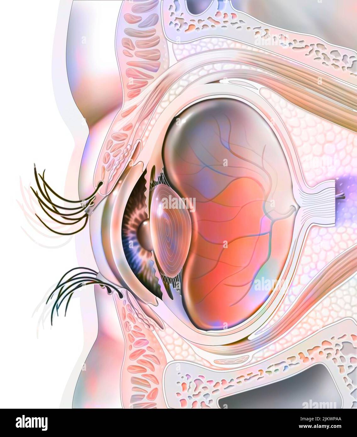 Augenanatomie und Augenlider mit Linse, Netzhaut. Stockfoto