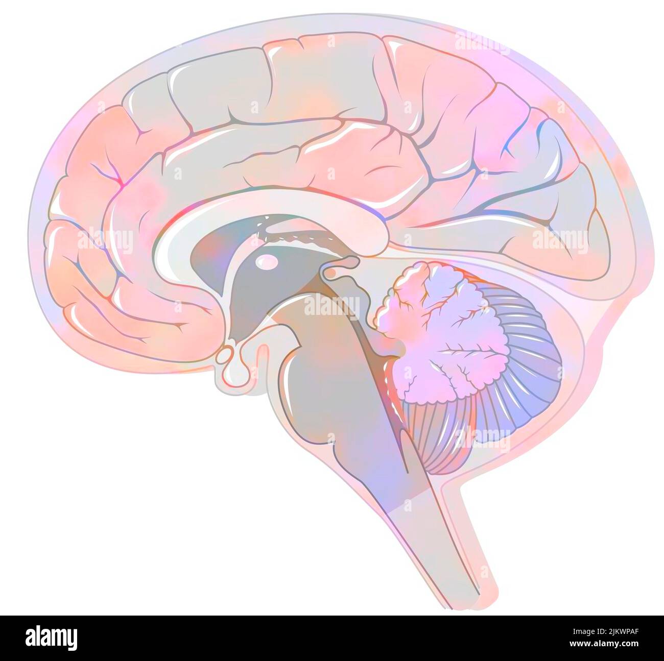 Sagittaler Abschnitt des Gehirns mit Hirnhäuten und Liquor. Stockfoto