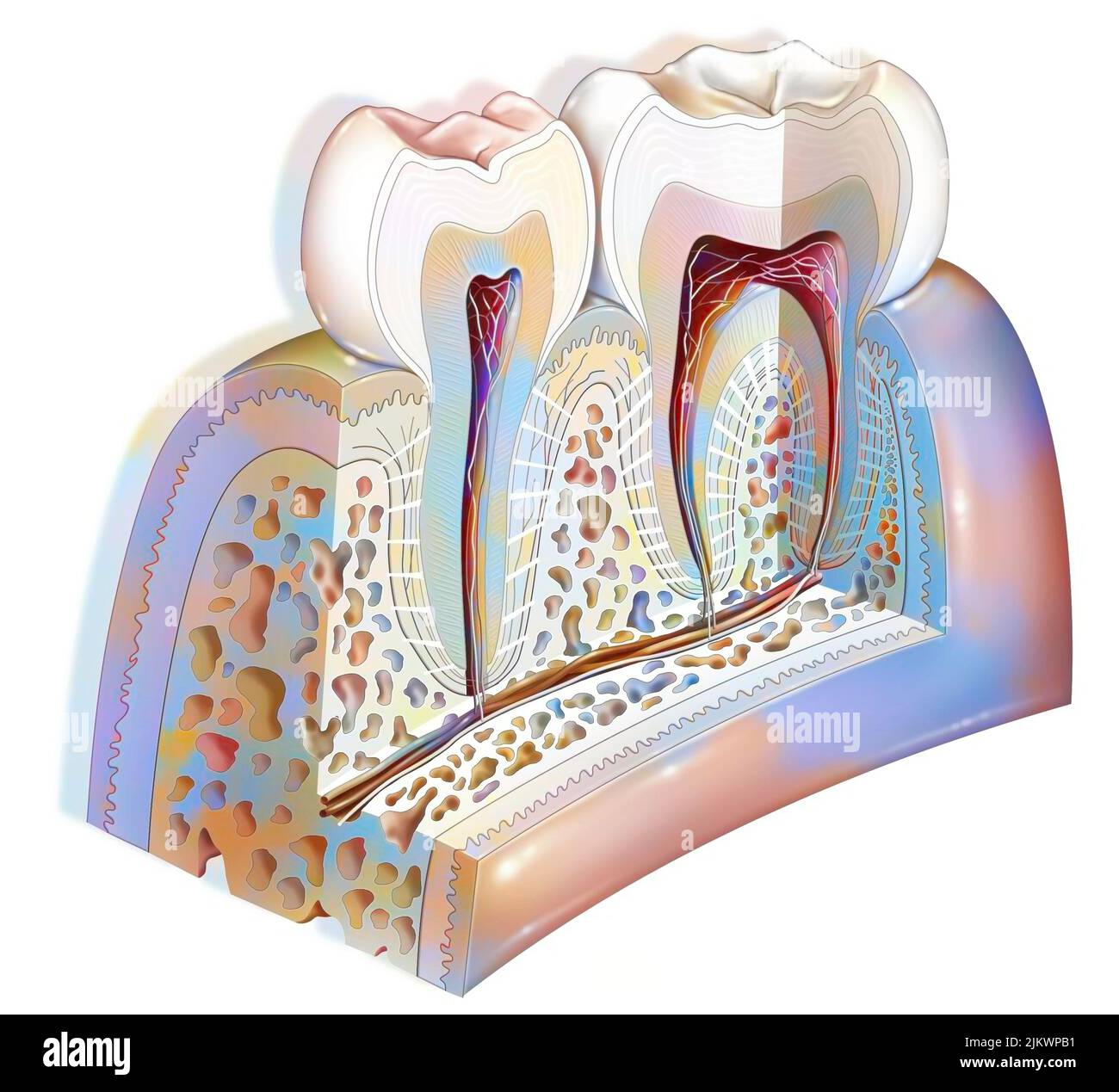Anatomie des Zahnes mit Zahnschmelz, Dentin, Zellstoff. Stockfoto